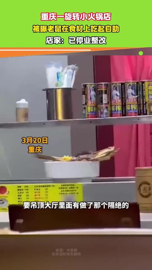 火锅店内老鼠随桌转