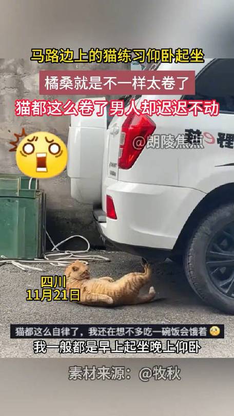 猫咪路边做仰卧起坐;猫咪做仰卧起坐有坏处吗