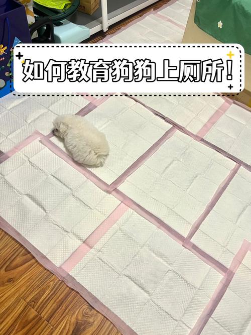600一节课教狗如厕,