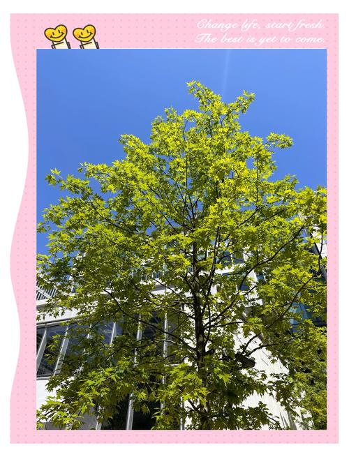 女子每月花780抱树,女子每月花780抱树放松疗愈