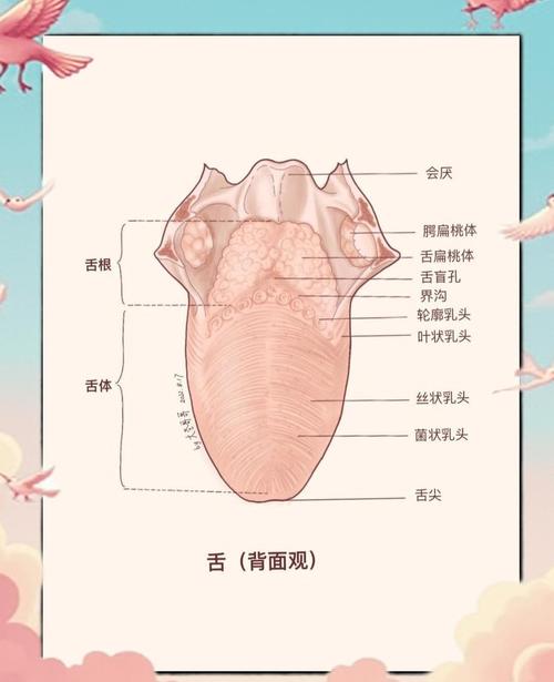 舌根和牙龈被缝一起,舌根和牙龈被缝一起怎么办
